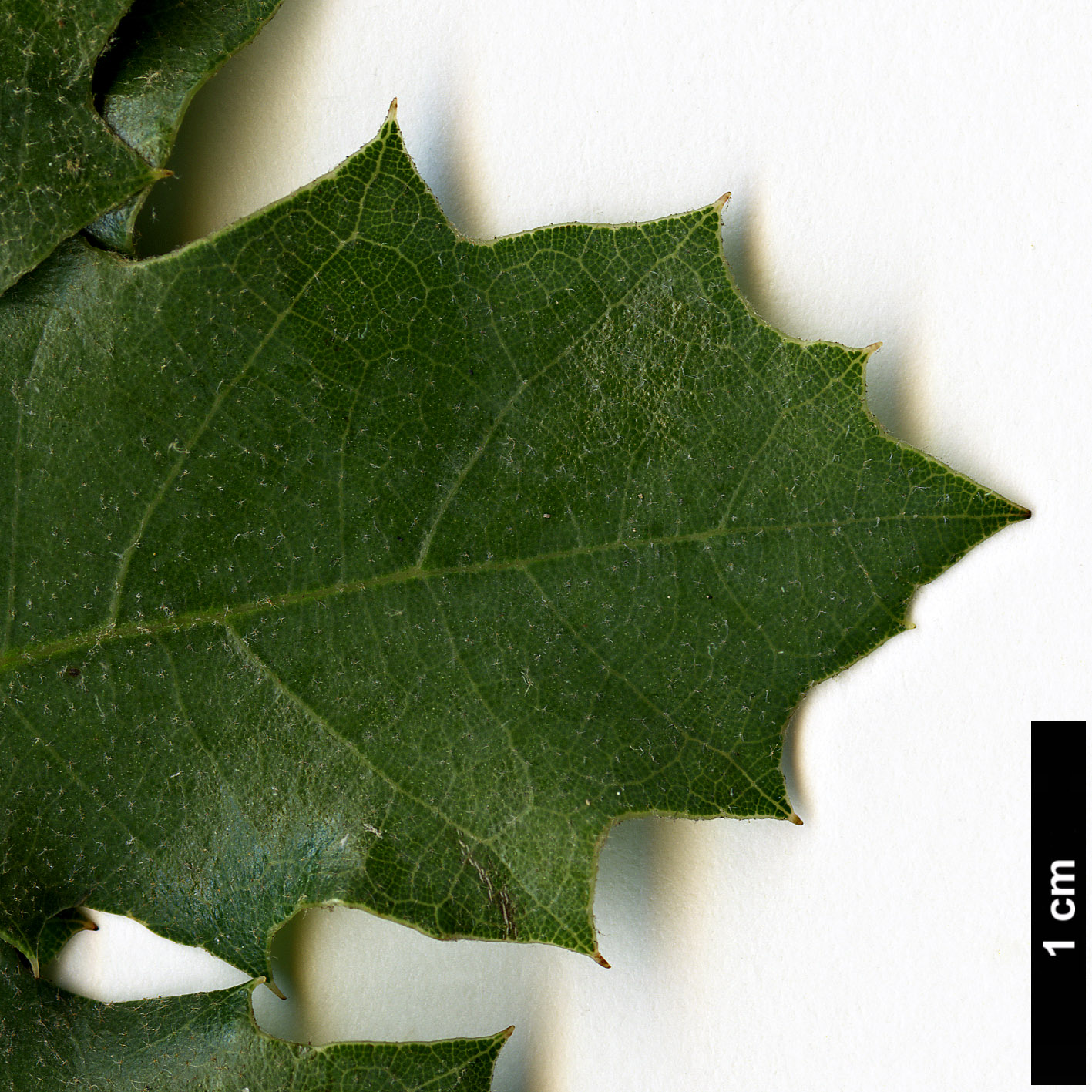 High resolution image: Family: Fagaceae - Genus: Quercus - Taxon: invaginata 